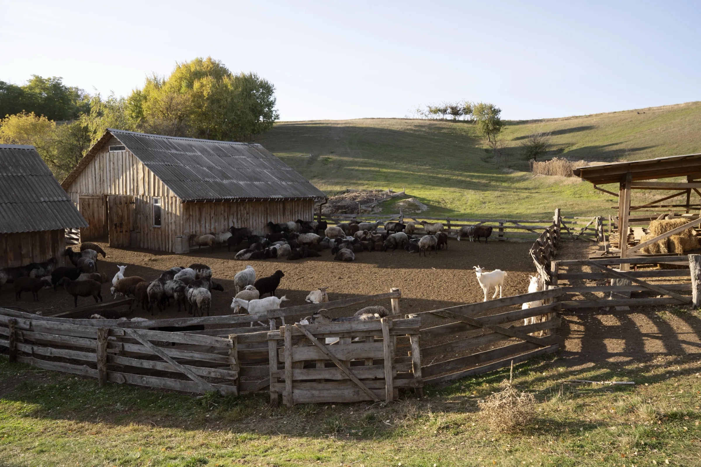 Kozak Farm — family farm and animal sanctuary